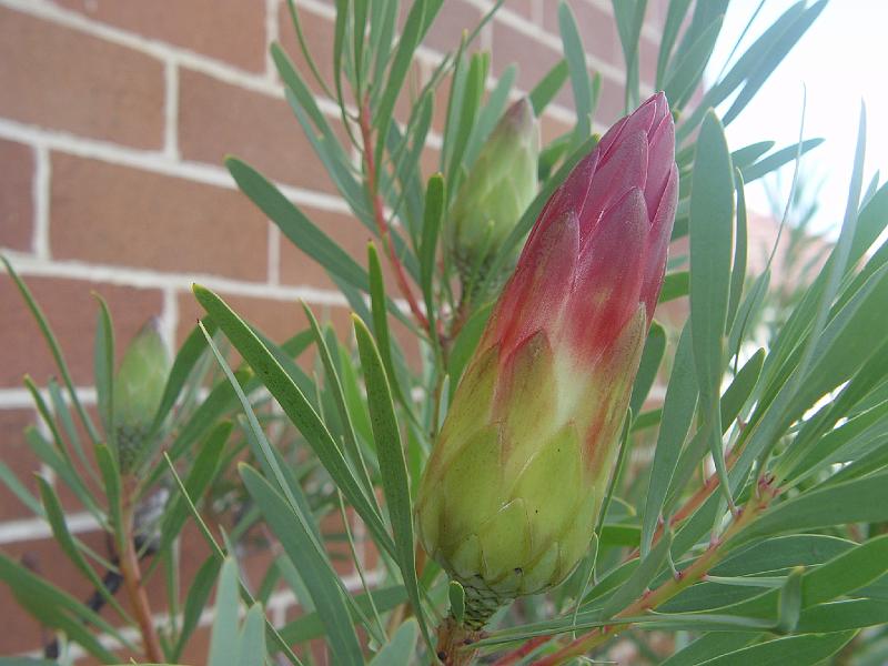 protea-a 005.jpg